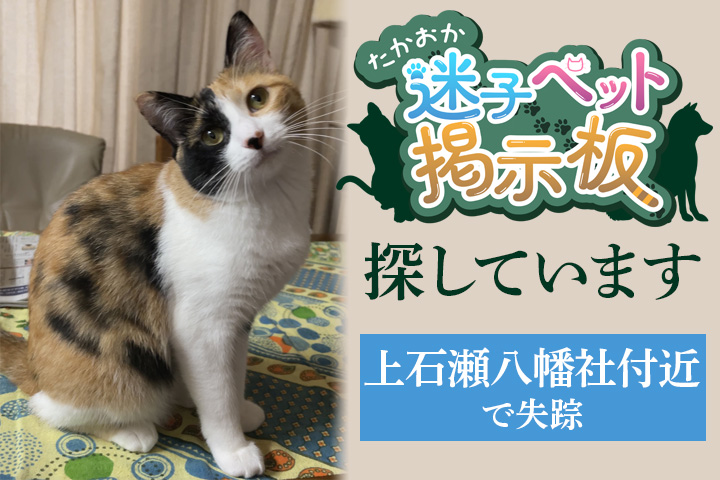 迷子ペット_がじゅまるちゃん