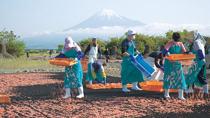 サクラエビ天日干し